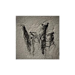 dailyPhoto36